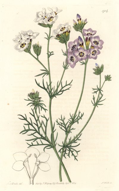 Gilia tricolor, hvite og lilla varianter, hjemmehørende i California - S. Watts sterkt vann fra en illustrasjon av Sarah Anne Drake (1803-1857), fra Botanical Register av Sydenham Teast Edwards