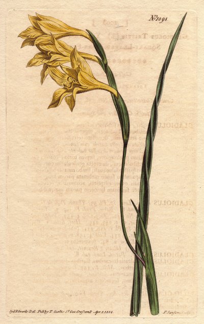 Glaieul har gule blomster i epis og sverdformede blader. Gulblomstret, firkantet kornflagg. Gladiolus tristis. Håndfarget kobberstikk fra en botanisk illustrasjon av Sydenham Edwards fra William Curtiss "" Botanical Magazine"" 1790-1 av Sydenham Teast Edwards