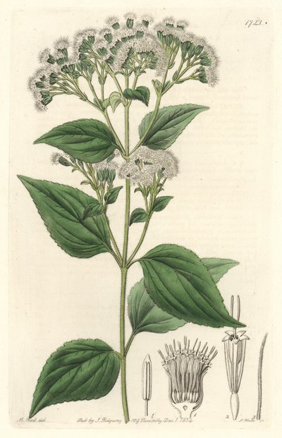 Kjerteleupatorium, hjemmehørende i Mexico - S. Watts sterkt vann fra en illustrasjon av M. Mart, fra det botaniske registeret av Sydenham Teast Edwards