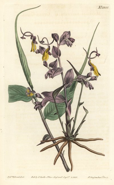 Globba radicalis (Operajenter, Mantisia saltatoria). Håndfarget kobberstikk av F. Sansom Jr. etter en illustrasjon av Sydenham Edwards fra William Curtis' Botanical Magazine, T. Curtis, London av Sydenham Teast Edwards