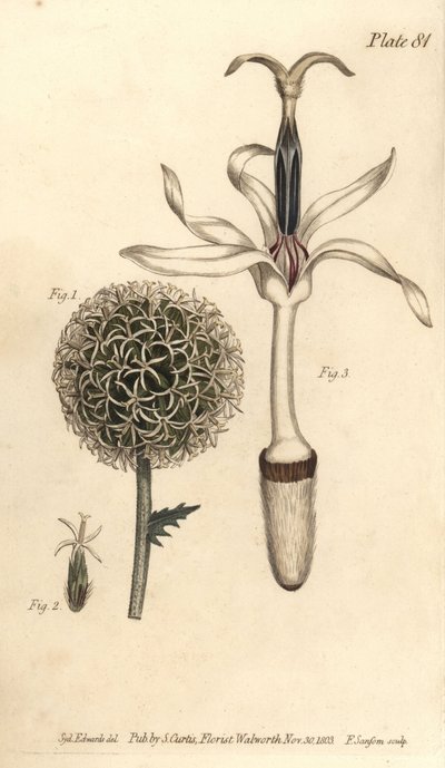 Globetistel, Echinops sphaerocephalus, Polygamia segregata, blomst 1 og enkeltblomst 2,3. Håndfarget kobberstikk av F. Sansom av en botanisk illustrasjon av Sydenham Edwards for William Curtis