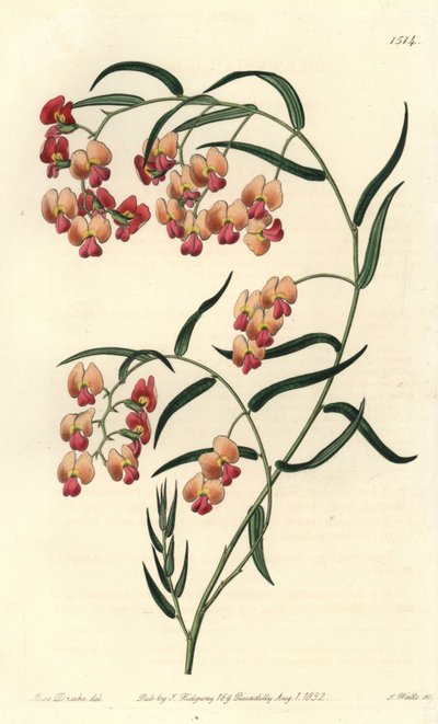 Glycin-leaved dillwynia, Dillwynia glycinifolia. Håndfarget kobberstikk av S. Watts etter en illustrasjon av Miss Sarah Drake fra Sydenham Edwards' Botanical Register, Ridgeway, London av Sydenham Teast Edwards