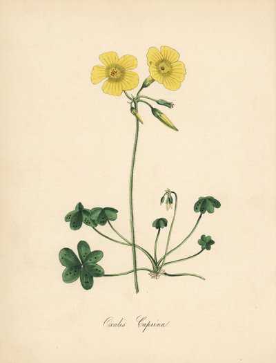 Geitefotvedsyre, Oxalis caprina. Hentet fra en illustrasjon av Sydenham Edwards i William Curtis' "" Botanical Magazine."" Håndkolorert sinkograf av C. Chabot tegnet av Miss MA Burnett fra hennes "" Plantae Utiliores: or I av Sydenham Teast Edwards