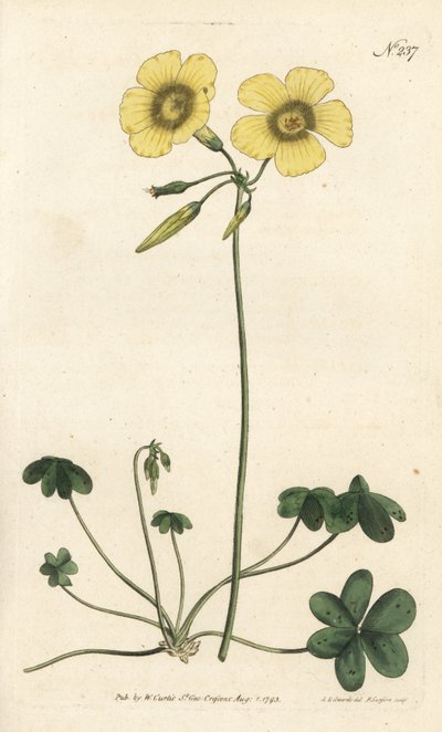 Geitefot - Geitefot vedsyre, Oxalis caprina. Håndfarget kobberstikk av Sansom etter en illustrasjon av Sydenham Edwards fra William Curtis