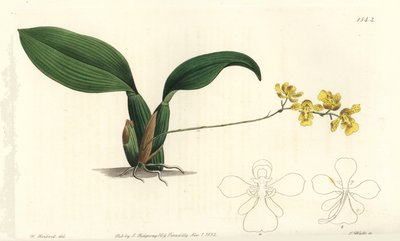 Gomesa cornigera orkidé (Hornet oncidium, Oncidium cornigerum). Håndfarget kobberstikk av S. Watts etter en illustrasjon av William Herbert fra Sydenham Edwards