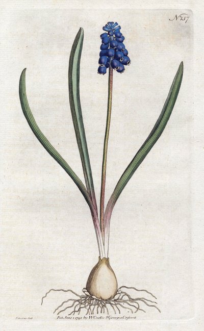 Druehyacintlitografi av Sydenham Edwards (1768-1819), tallerken fra Botanical Magazine av William Curtis (1746-1799) av Sydenham Teast Edwards