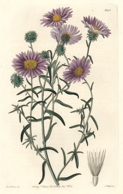 Grey Aster, opprinnelig fra California - S. Watts Strong Water fra en illustrasjon av Sarah Anne Drake (1803-1857), fra Botanical Register av Sydenham Teast Edwards
