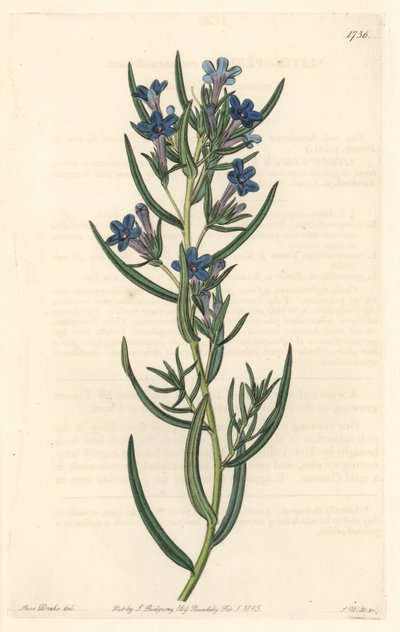 Gremil a rosmarinblader, hjemmehørende på Sicilia - Water forte av S. Watts fra en illustrasjon av Sarah Anne Drake (1803-1857), fra Botanical Register av Sydenham Teast Edwards
