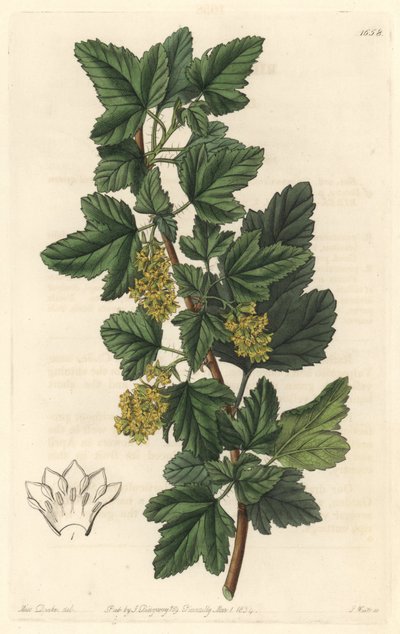 Groseillier, kjent som Gadellier fra Sibir (Ribes diacanthum), innfødt i Chile - Water forte av S. Watts fra en illustrasjon av Sarah Anne Drake (1803-1857), fra Botanical Register av Sydenham Teast Edwards