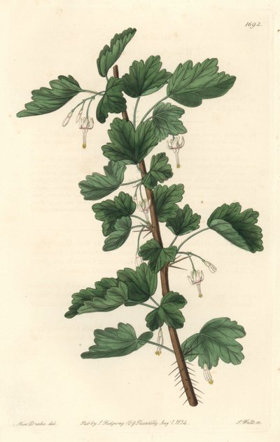 Groseillier, innfødt i Nord-Amerika - Water strong av S. Watts fra en illustrasjon av Sarah Anne Drake (1803-1857), fra Botanical Register av Sydenham Teast Edwards
