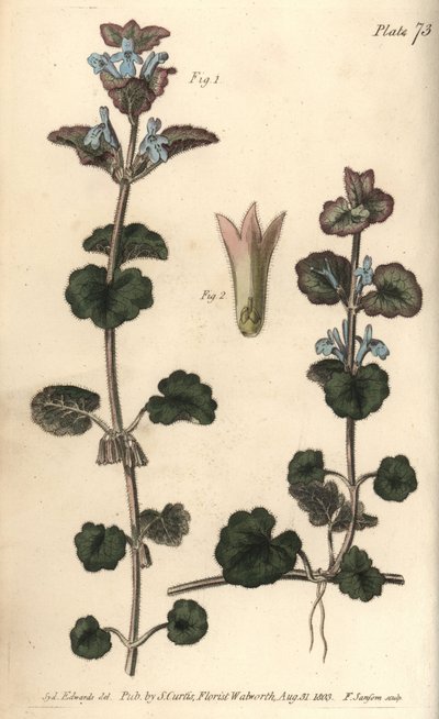 Jordeføy, Glechoma hederacea, Gymnospermia. Håndfarget kobberstikk av F. Sansom av en botanisk illustrasjon av Sydenham Edwards for William Curtis