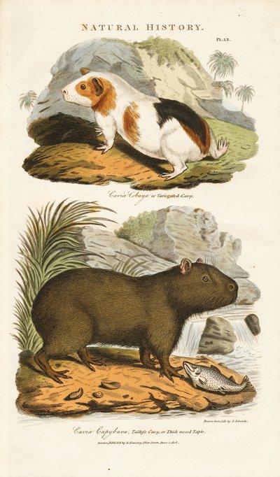 Marsvin og capybara av Sydenham Teast Edwards