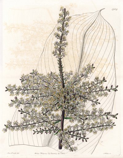 Hawaiisk spinard eller siv fra India - Plate gravert av S.Watts, fra en illustrasjon av Sarah Anne Drake (1803-1857), fra Botanical Register of Sydenham Edwards (1768-1819), England av Sydenham Teast Edwards