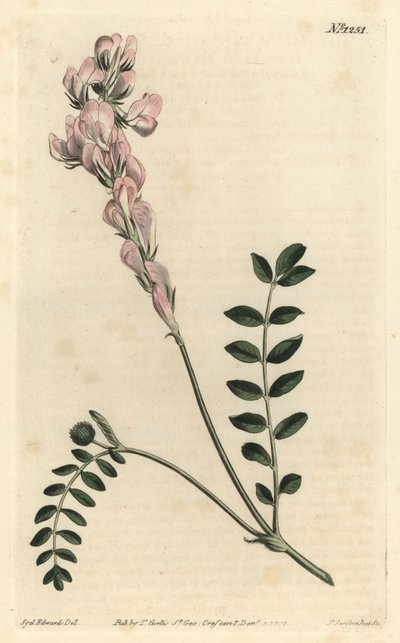 Hedysarum spinosissimum subsp. capitatum (scepterblomstret hedysarum, Hedysarum capitatum). Håndfarget kobberstikk av F. Sansom Jr. etter en illustrasjon av Sydenham Edwards fra William Curtis' Botanical Magazine, T. Curtis, London av Sydenham Teast Edwards