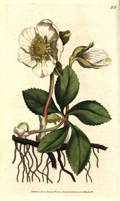 Hellebore (ellebore) noir ou rose de Noel - Julerose eller svart hellebore, Helleborus niger. Håndfarget kobberstikk etter en botanisk illustrasjon av Sydenham Edwards fra William Curtis