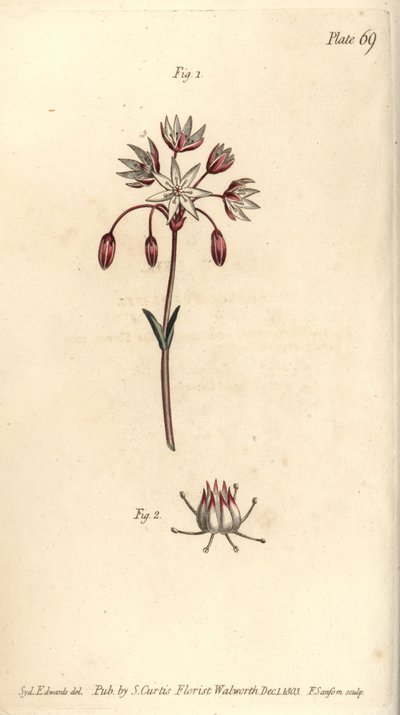 Hermafrodittblomst med syv pistilla, Heptagynia, Septas capensis. Håndfarget kobberstikk av F. Sansom av en botanisk illustrasjon av Sydenham Edwards for William Curtis' Lectures on Botany, som ble levert i Botanic Garden at Lambeth av Sydenham Teast Edwards