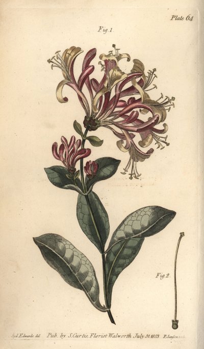 Kaprifolium, Lonicera caprifolium, Monogynia. Håndfarget kobberstikk av F. Sansom av en botanisk illustrasjon av Sydenham Edwards for William Curtis