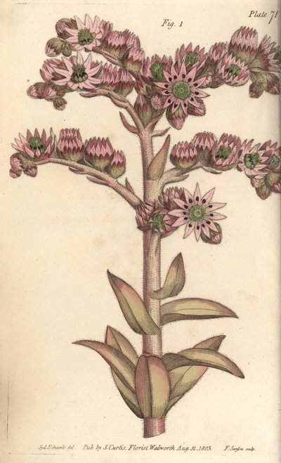 Huspurre, Sempervivum tectorum, Dodecagynia, hermafrodittblomst med 12 pistill. Håndfarget kobberstikk av F. Sansom av en botanisk illustrasjon av Sydenham Edwards for William Curtis' forelesninger om botanikk, som ble levert i Botanic Garden av Sydenham Teast Edwards