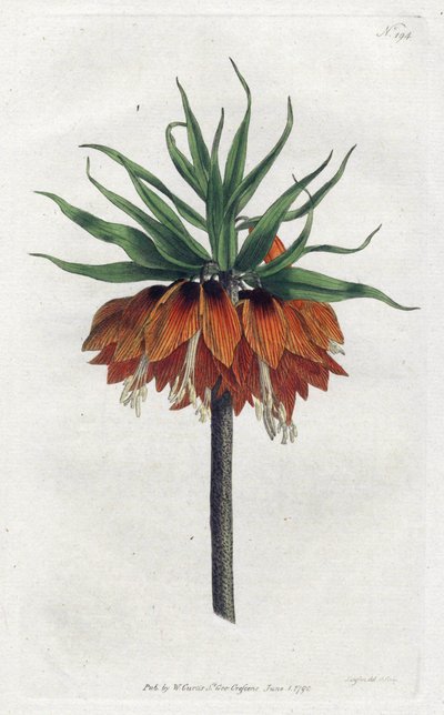 Imperial Fritillary eller Imperial Crown - Litografi av Sydenham Edwards (1768-1819), plate fra William Curtis's Botanical Magazine (1746-1799) av Sydenham Teast Edwards