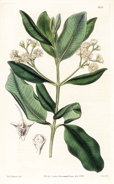Indian Wood - Bay romtre, Pimenta racemosa (vill nelliktre, Myrcia acris), hjemmehørende i Karibia. Håndfarget kobberstikk av Swan etter en illustrasjon av Sydenham Edwards fra Samuel Curtis 