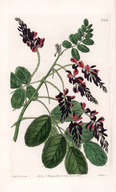 Indigofera Variete - Plate gravert av S.Watts, fra en illustrasjon av Sarah Anne Drake (1803-1857), fra Botanical Register of Sydenham Edwards (1768-1819), England av Sydenham Teast Edwards
