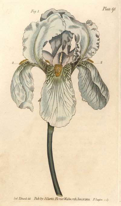 Iris florentina, Iris germanica nothovar. Håndfarget kobberstikk av F. Sansom av en botanisk illustrasjon av Sydenham Edwards for William Curtis' Lectures on Botany, som ble levert i Botanic Garden at Lambeth av Sydenham Teast Edwards
