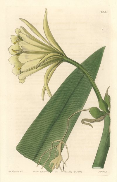 Ismene, Narcissus or Daffodil of Peru - Strong Water av S. Watts fra en illustrasjon av Sarah Anne Drake (1803-1857), fra Botanical Register av Sydenham Teast Edwards