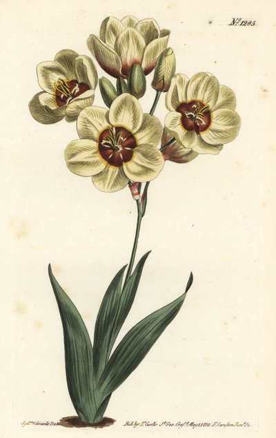 Ixia abbreviata (Fløtefarget flekket ixia, Ixia maculata v. ochroleuca). Håndfarget kobberstikk av F. Sansom Jr. etter en illustrasjon av Sydenham Edwards fra William Curtis' Botanical Magazine, T. Curtis, London av Sydenham Teast Edwards