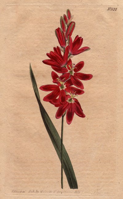 Ixia crimson eller bedervet blomst, mørk ecarlate farge. Crimson ixia eller spredningsblomstret ixia med dype karmosinrøde blomster. Ixia patens. Håndfarget kobberstikk fra en botanisk illustrasjon av Sydenham Edwards fra William Curtis 