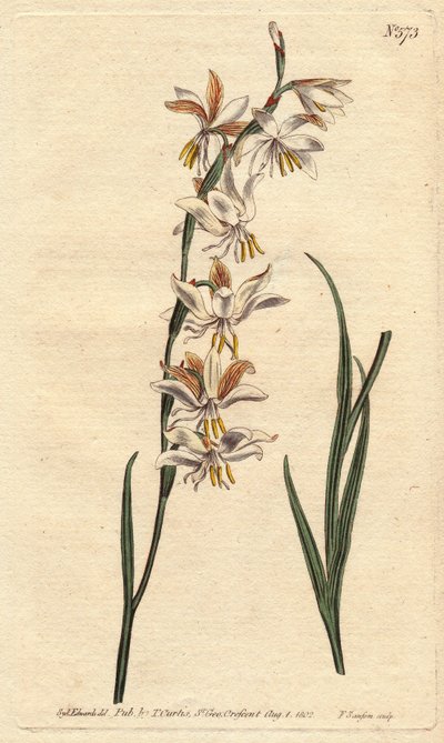 Ixia har hvite, gule og oransje årer. Nikkende blomstret ixia med hvite, oransje og gule årede blomster. Ixia radiata. Håndfarget kobbergravering fra en botanisk illustrasjon av Sydenham Edwards fra William Curtis