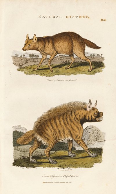 Sjakal og stripete hyene av Sydenham Teast Edwards