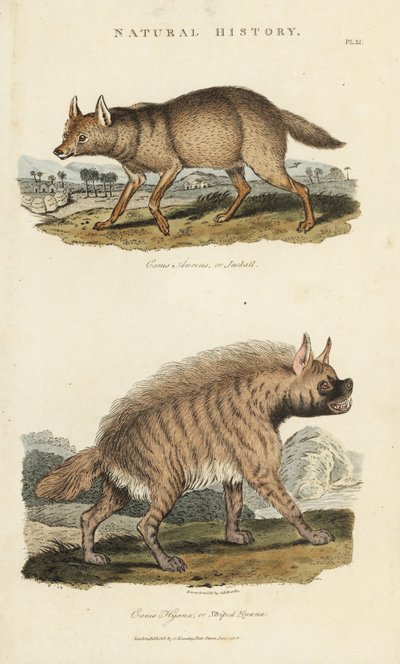 Sjakal dore og hyene - Gullsjakal, Canis aureus, og stripete hyene, Hyaena hyaena. Håndfarget kobberstikk etter Sydenham Edwards fra John Mason Goods Pantologia, a New Encyclopedia, G. Kearsley, London av Sydenham Teast Edwards