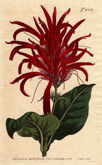 Justicia-planten har skinnende blader og lyse karmosinrøde blomster, hjemmehørende i Barbados. Skinnende bladjusticia med lyse karmosinrøde blomster. Innfødt av Barbados. Justica lucida. Håndfarget kobberstikk fra en botanisk illustrasjon av Sydenham Edwar av Sydenham Teast Edwards