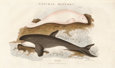 Spekkhogger og hvithval av Sydenham Teast Edwards