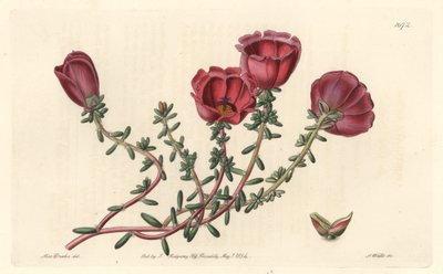 Storblomstret portulak eller elleve-timers ridder, hjemmehørende i Chile - S. Watts sterkt vann fra en illustrasjon av Sarah Anne Drake (1803-1857), fra Botanical Register av Sydenham Teast Edwards
