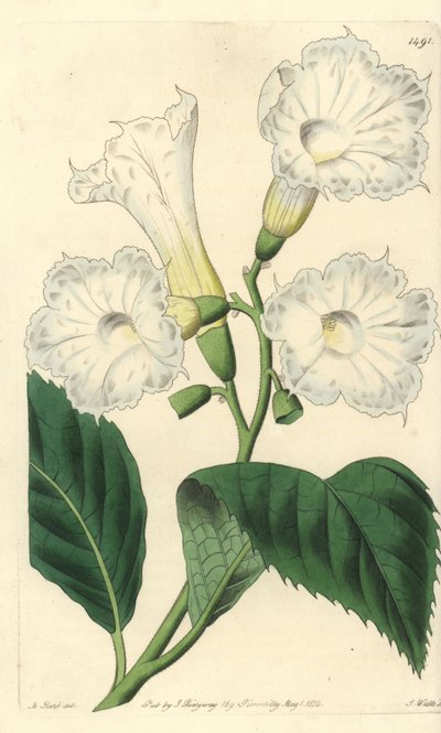 Storblomst cordia - storblomstret cordia, Cordia grandiflora. Håndfarget kobberstikk av S. Watts etter en illustrasjon av M. Hart fra Sydenham Edwards' Botanical Register, Ridgeway, London av Sydenham Teast Edwards