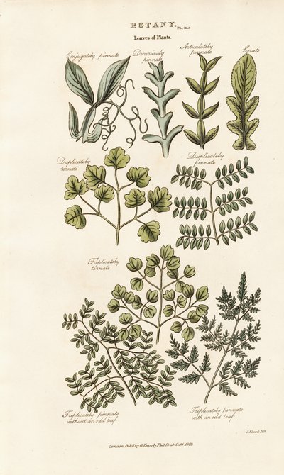 Bladformer og arrangementer av Sydenham Teast Edwards