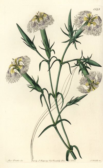 Libanonnellik (art i fare) - Rosa av Libanon, Dianthus libanotis. Utrydningstruede arter. Håndfarget kobberstikk av S. Watts etter en illustrasjon av Miss Sarah Drake fra Sydenham Edwards