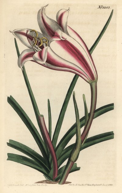 Lily Variete - Cape coast lilje, Crinum ornatum (Amaryllis ornata). Håndfarget kobberstikkgravering av F. Sansom Jr. etter en illustrasjon av Sydenham Edwards fra William Curtis 