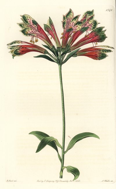 Inkalilje eller Peru (alstroemere eller alstroemerie) - Peruansk lilje, Alstroemeria pulchella (papegøye alstroemeria, Alstroemeria psittacina). Håndfarget kobberstikk av S. Watts etter en illustrasjon av M. Hart fra Sydenham Edwards