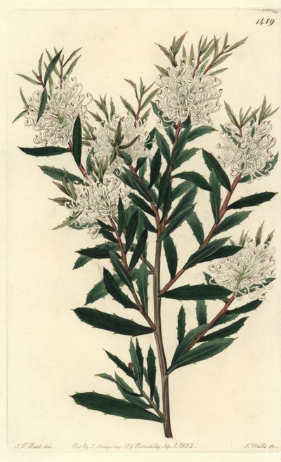 Linærbladet hakea, Hakea linearis. Håndfarget kobberstikk av S. Watts etter en illustrasjon av JT Hart fra Sydenham Edwards' Botanical Register, Ridgeway, London av Sydenham Teast Edwards