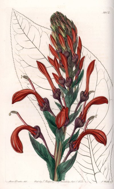 Lobelia variete (eller kardinal) fra Chile - Plate gravert av S.Watts, fra en illustrasjon av Sarah Anne Drake (1803-1857), fra Botanical Register of Sydenham Edwards (1768-1819), England av Sydenham Teast Edwards