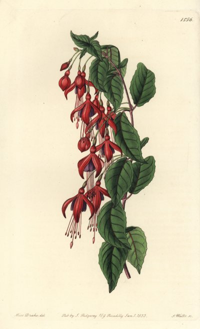 Magellan fuchsia - Hummingbird fuchsia, Fuchsia magellanica (Ballongblomstret fuchsia, Fuchsia globosa). Håndfarget kobberstikk av S. Watts etter en illustrasjon av Miss Sarah Drake fra Sydenham Edwards