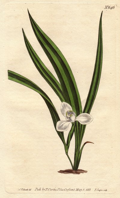 Marica marica med små hvite blomster og smale og stripete blader. Marsh marica med små hvite blomster og smale stripete blader. Marica paludosa. Håndfarget kobberstikk fra en botanisk illustrasjon av Sydenham Edwards fra William Curtis