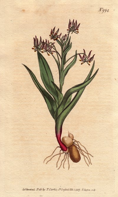 Melantium forgrening, med mange små blomster syrin, løk og røtter. Forgrenende melantium, med mange små syrinblomster, og løker og rotstruktur. Ornithoglossum viride (Melanthium viride) Håndfarget kobberstikk fra en botanisk illustrasjon av Sydenham Teast Edwards