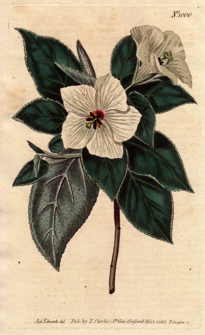 Melhania Saint Helena med hvite blomster.St. Helena Rødt tre med hvite blomster. Melhania erythroxylon. Håndfarget kobberstikk fra en botanisk illustrasjon av Sydenham Edwards fra William Curtis