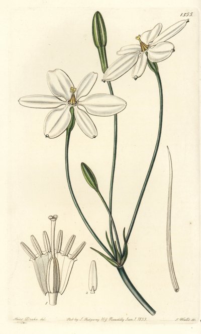 Meksikansk stjerne - Meksikansk stjerne eller snøhvit milla, Milla biflora. Håndfarget kobberstikk av S. Watts etter en illustrasjon av Miss Sarah Drake fra Sydenham Edwards