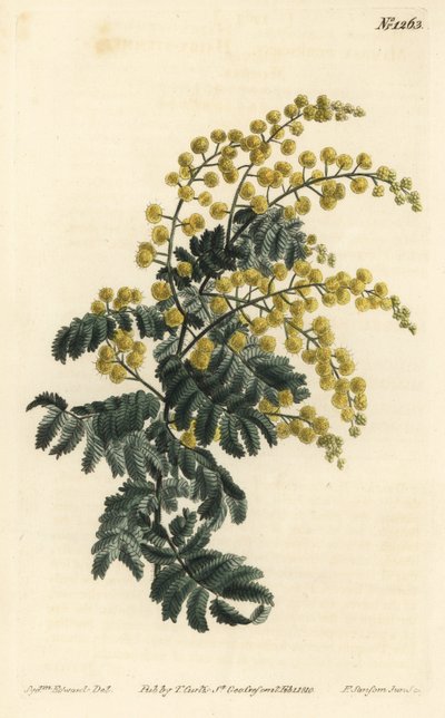 Mimosa - Dunete, Acacia pubescens, sårbar (Hårstammet mimosa, Mimosa pubescens). Håndfarget kobberstikkgravering av F. Sansom Jr. etter en illustrasjon av Sydenham Edwards fra William Curtis 