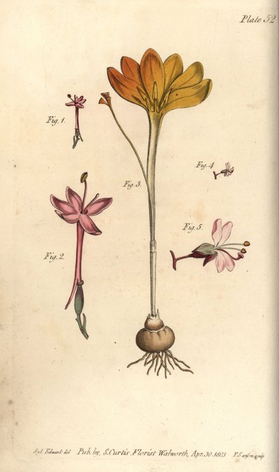 Monandria 1,2, klede av gull, Crocus angustifolius (Triandria) 3, og enchanter's nightshade, Circaea alpina (Diandria) 4,5. Håndfarget kobberstikk av en botanisk illustrasjon av Sydenham Edwards for William Curtis' forelesninger om botanikk, som le av Sydenham Teast Edwards