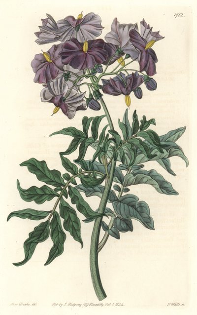 Morelle (Solanum), innfødt i Chile - Strong water av S. Watts fra en illustrasjon av Sarah Anne Drake (1803-1857), fra Botanical Register av Sydenham Teast Edwards
